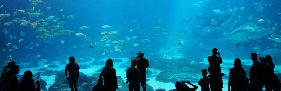 Georgia Aquarium a great experience for special needs children